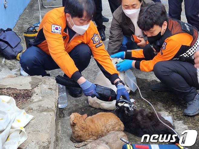 9일 부산 수영구 광안동 아파트 화재에서 구조된 고양이와 개들이 소방대원으로부터 치료를 받고 있다.(부산소방재난본부 제공)