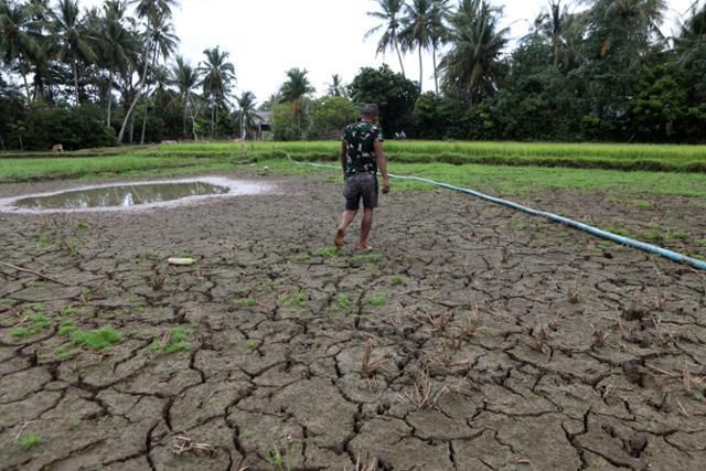 지난달 24일 인도네시아 서북쪽 아체특별자치주 반다아체에서 한 주민이 가뭄으로 쩍쩍 갈라진 논 위를 걷고 있다. /EPA 연합뉴스