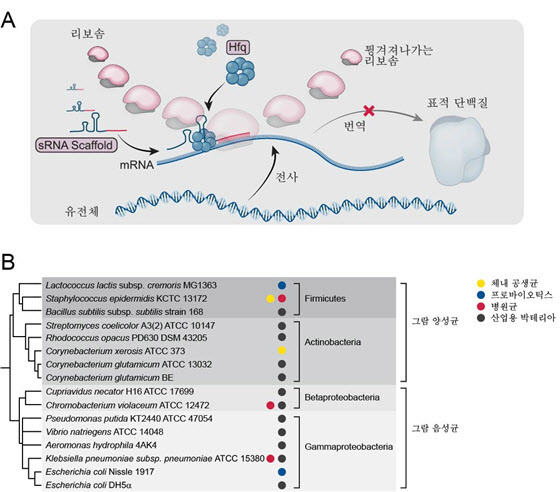 다양한 박테리아의 유전자 억제를 위한 sRNA 도구.(자료=KAIST)