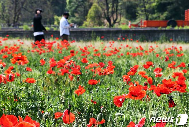 10일 충북 괴산군 괴산읍 동부리 홍범식 고택 주변에 조성한 꽃밭의 꽃양귀비가 만개하면서 붉은 꽃물결이 장관을 이루고 있다.(괴산군 제공).2023.5.10/뉴스1