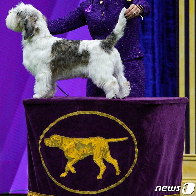 미 캘리포니아 팜스프링스 출신의 6세 남아 버디 홀리가 9일(현지시간) 미국 뉴욕에서 열린 웨스트 민스터 켄넬 클럽 도그쇼에서 방뎅 견종으로는 처음으로 우승을 차지했다. ⓒ 로이터=뉴스1 ⓒ News1 정윤영 기자