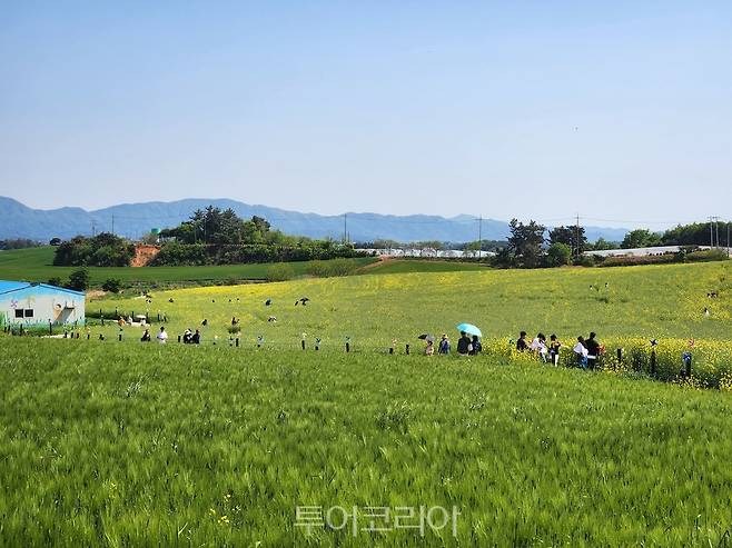 고창청보리밭 축제