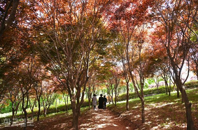 수만리생태숲공원의 홍단풍 산책로. 계절을 뛰어넘어 가을 분위기를 풍긴다.