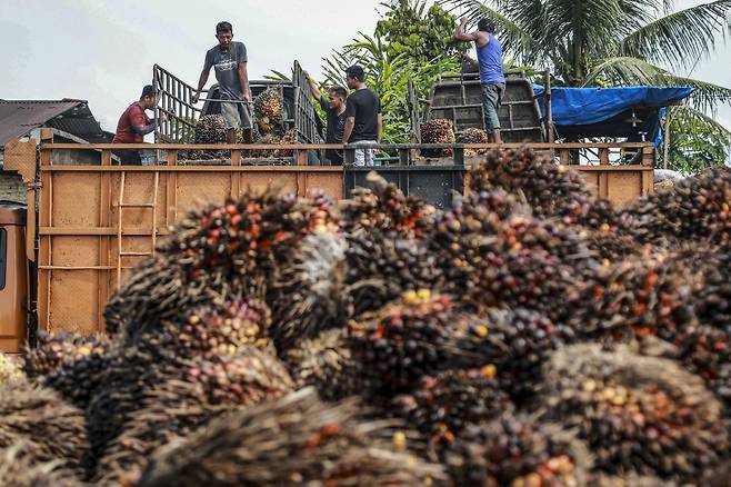 2022년 5월 인도네시아의 한 팜유 농장에서 작업자들이 갓 수확한 팜나무 열매를 트럭으로 옮기고 있다.ⓒEPA
