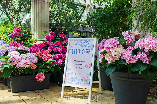 서울식물원 낭만수국전