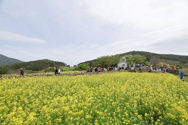 꽃이 활짝 핀 청산도 슬로걷기 축제장 [사진제공=완도군]