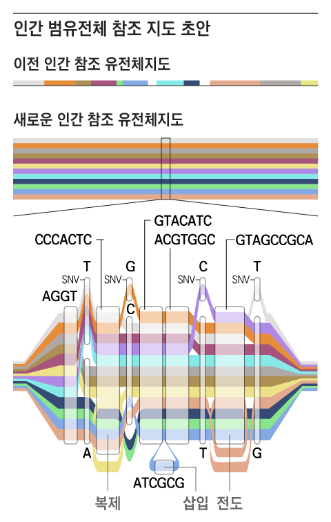 '인간 범유전체 지도' 초안은 유전적으로 다양한 47명의 게놈을 분석, 기존 지도보다 더 정확하고 폭넓은 유전적 정보를 담았다. 범유전체 지도는 지하철 노선도처럼 염기서열이 다양한 색상의 여러 경로로 표시될 수 있다./연구팀 제공