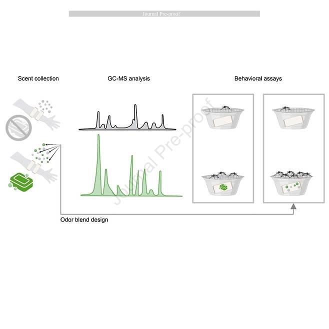 비누와 모기 선호도 영향 실험 진행 / 사진=VanderGiessen et al. 제공