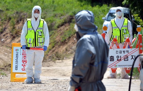 11일 충북 청주 한우 농장에서 구제역이 추가로 발생해 국내 구제역 발생 농장이 총 4곳으로 늘었다. 김성태 기자