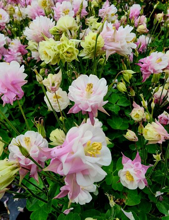 분홍과 흰색, 노랑색이 어우려진 매발톱꽃 원예종인 겹매발톱꽃. 흰매발톱꽃은 귀한 축에 속한다. 5월7일 서울 양재꽃시장에서 촬영.