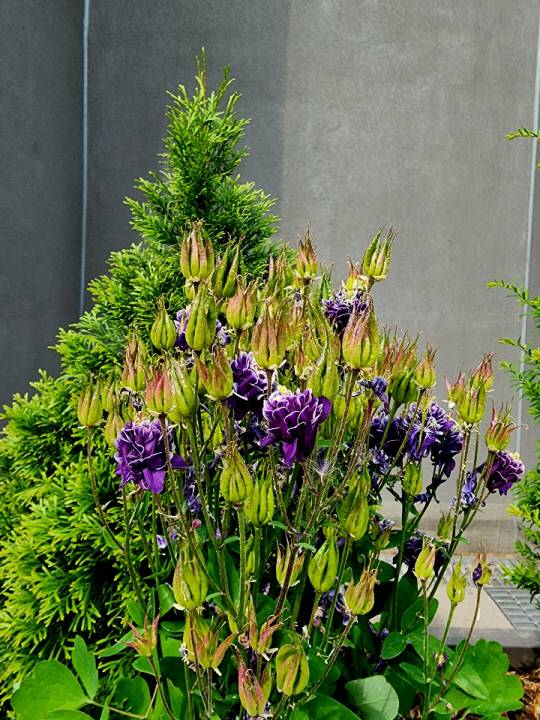 서울 서대문구 돈의문박물관마을에 보라빛 꽃과 봉오리가 맺힌 여름꽃 매발톱꽃이 화단에 무리지어 피어있다. 2022년 5월21일 촬영