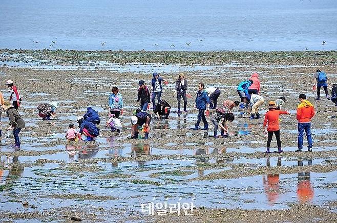 경기도 화성시 백미리 마을 갯벌에서 관광객들이 갯벌 체험을 하고 있다. ⓒ한국어촌어항공단