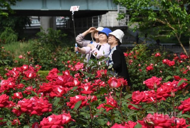 14일 서울장미축제가 열린 서울 중랑구 중랑장미공원을 찾은 시민들이 기념촬영을 하고 있다.