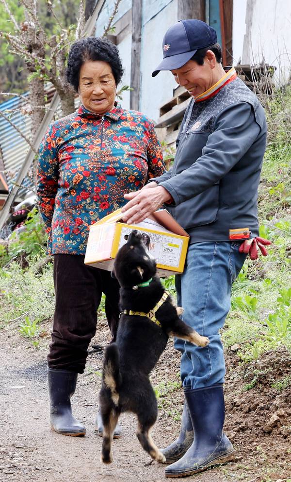 김상준 집배원이 양춘자 할머니댁에 택배 박스를 받으러 들어서자 강아지가 몸에 안기며 반가워하고 있다.