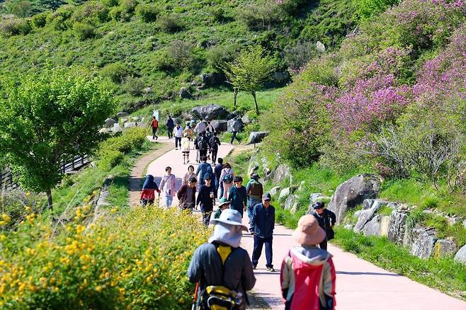 산청황매산철쭉제 [경남 산청군 제공. 재판매 및 DB 금지]