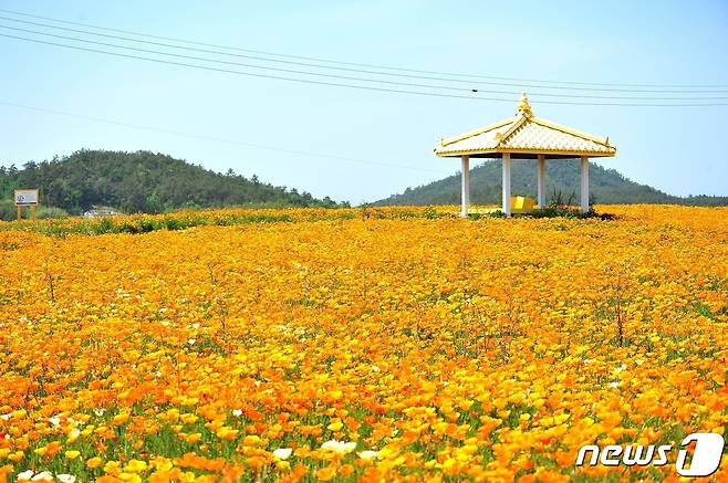 신안군 수선화의 섬 '선도'에 금영화가 활짝 펴 또 다른 장관을 이루고 있다. (신안군 제공)/뉴스1