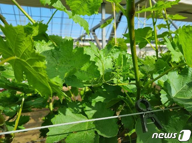 예산군에서 재배되고 있는 블랙사파이어 포도. .(예산군 제공) /뉴스1