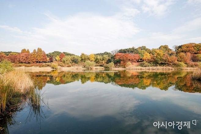 단풍으로 물든 올림픽공원./강진형 기자aymsdream@