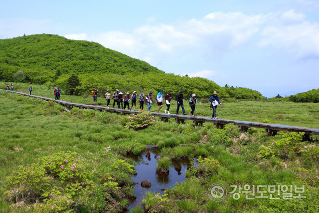 ▲ 대암산 용늪