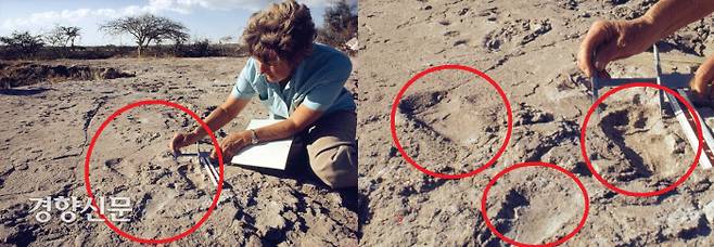 영국 인류학자 매리 리키가 탄자니아 라에톨리 유적에서 발견한 360만년전 고인류의 발자국. 질척대던 화산재에 찍힌 직립보행의 증거로  분석된다.|출처:리차드 포츠 외, 배기동 옮김, <인간이 된다는 것의 의미>, 주류성, 2013