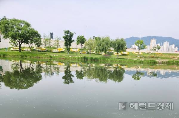 순천시 원도심 명품 하천인 동천변 수양버들 군락지. 박대성 기자