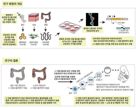 연구 모식도 [한국과학기술원(KAIST) 제공. 재판매 및 DB 금지]