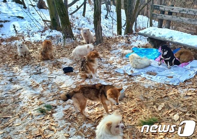 수락산을 떠돌아다니다 구조된 강아지들(사진 인스타그램 heejunpark215) ⓒ 뉴스1