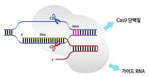 크리스퍼 유전자 가위 모식도. 연세대 연구진은 AI를 활용해 DNA 염기 서열에 따라 소형 캐스9의 조합을 추천해주는 기술을 개발해 활용 범위를 약 8배 넓혔다.