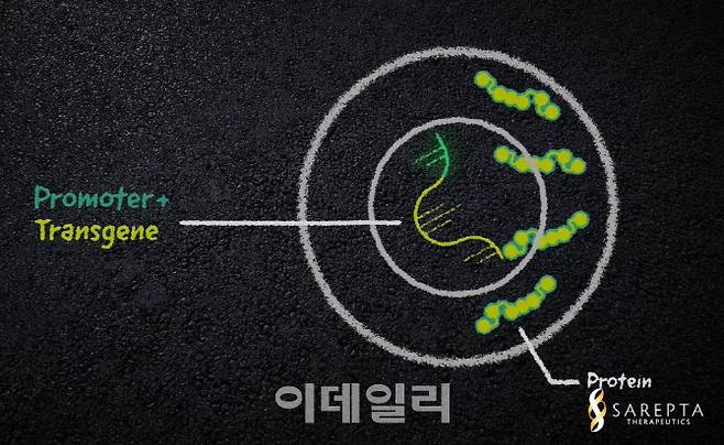 뒤센 근이영양증(DMD) 대상 유전자 치료제 ‘SRP-9001’의 개념도. 교체하려는 유전자와 이를 활성화하는 프로모터, 전달체로 아데노연관바이러스(AAV)를 활용한 SRP-9001을 넣어주면 이상 유전자를 대체해 정상적인 디스트로핀 단백질을 생성할 수 있다.(제공=사렙타 파마슈티컬스)