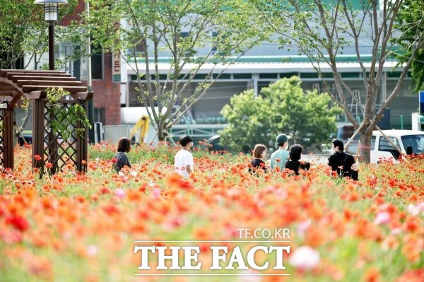 경북 청송군의 주왕산관광단지와 진보면 객주정원에 꽃양귀비가 활짝 피기 시작하며 관광객들을 반기고 있다./청송군