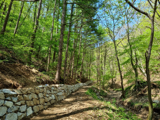 금산군은 진산성지에서 마근대미재까지 약 2.8km 구간으로 진산성지 숲길 조성을 완료했다. 사진은 진산성지에서 장안동을 연결한 산중 고갯길 모습. 사진=금산군 제공