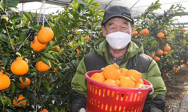 사물인터넷(IoT) 기반 스마트팜으로 한라봉을 재배한 경북 영주의 농가. 경북도, 영주시 제공