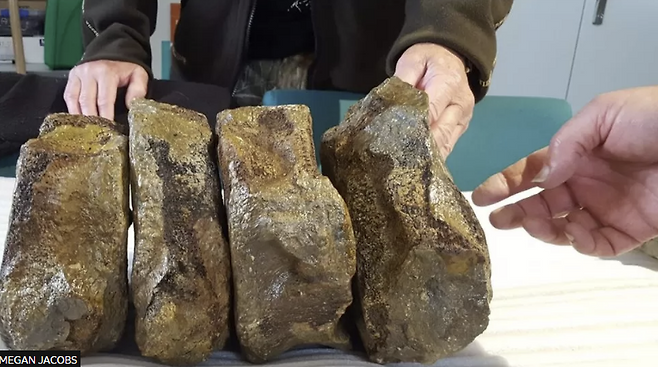 영국 포츠머스대 지구과학과 데이비드 마틸 교수가 현지 박물관 소장고에서 우연히 발견한 플리오사우루스의 척추뼈들. 사진=데이비드 마틸