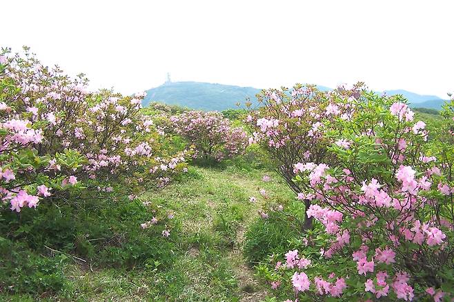 꽃망울 터트린 소백산 연화봉 철쭉 소백산국립공원북부사무소 제공. 재판매 및 DB 금지