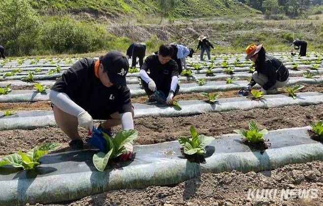 지난해 5월, 농촌 일손돕기에 투입된 화천군청 기획감사실 직원들이 간동면에서 영농작업을 벌이고 있다.(화천군 제공)