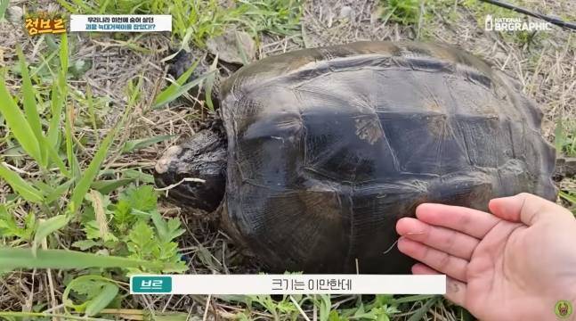 국내 한 하천에서 포획된 늑대거북. 사진=유튜브 영상 캡처