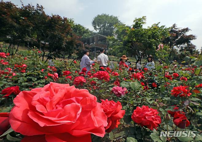 [서울=뉴시스] 김금보 기자 = 초여름 날씨를 보인 15일 서울 중랑구 중랑장미공원일대에서 열린 '2023서울장미축제'를 찾은 시민들이 장미꽃밭에서 추억을 남기고 있다. 2023.05.15. kgb@newsis.com