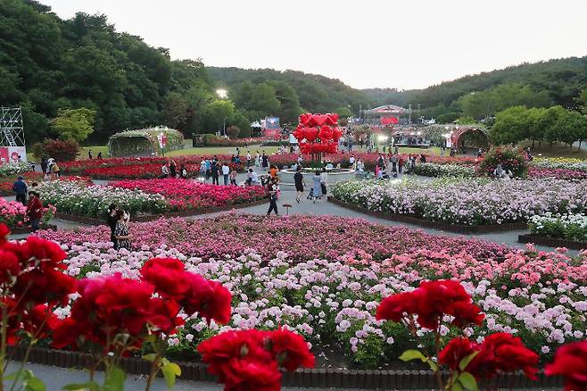 울산대공원 장미축제. 울산시 제공