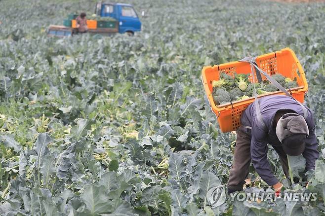 제주 브로콜리 수확 '한창' [연합뉴스 자료 사진]