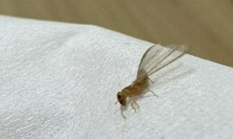 서울 강남 논현동의 한 주택에서 발견된 외래종 흰개미. 온라인 커뮤니티 갈무리