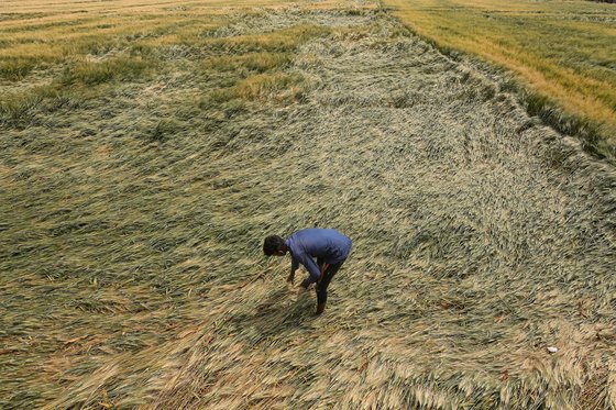 인도의 한 밀밭에서 농부가 이상기후로 인해 피해를 본 농작물들을 확인하고 있다. AFP=연합뉴스