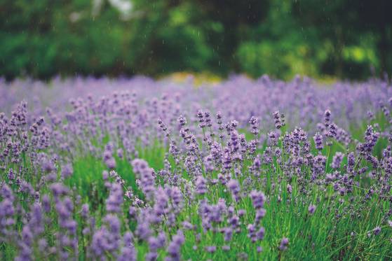 Lavender field at Hani Lavender Farm is a must-visit for those visiting Goseong, Gangwon. [HWANG JEONG-HEE]