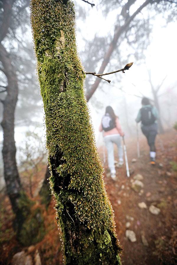 예쁜 색깔과 보들보들한 촉감의 이끼가 나무를 뒤덮었다.