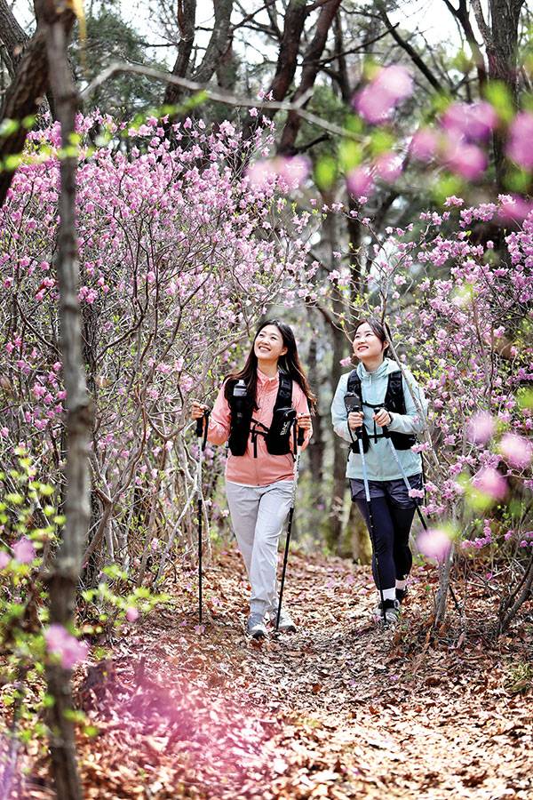 꽃길이란 이런 것. 진달래 명산의 진수를 가감 없이 보여주는 혈구산에 두 사람 얼굴에도 웃음꽃이 피었다.