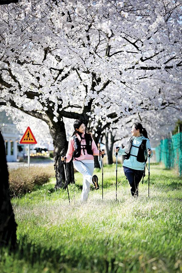 강화 전쟁박물관에서 광성보로 이어진 강화 나들길에서 만난 절정의 벚꽃길. 바닷바람 탓인지 쌀쌀하여 서울보다 개화시기가 늦었다.