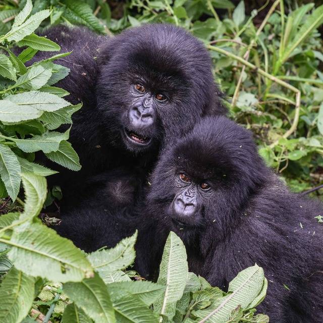 다이앤 포시 고릴라 펀드(DFGF) 소속 연구자들은이 55년에 걸친 르완다의 산악 고릴라 연구 데이터를 분석한 결과, 어린시절 역경을 견딘 고릴라가 생존력이 더 강한 것으로 드러났다. 이는 영장류를 대상으로 한 기존 연구와는 반대의 결론을 제시한 데다, 인간의 ‘회복 탄력성(어려움을 극복할 수 있는 힘)’에 대해 시사하는 바가 커 주목받고 있다. 사진은 산악 고릴라. 사진제공= 다이앤 포시 고릴라 펀드(DFGF)