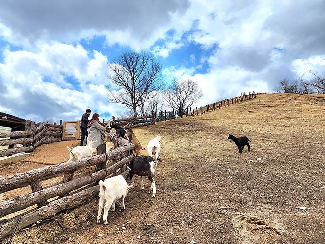 태백 몽토랑 산양목장.