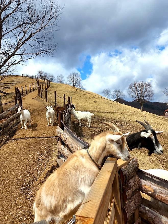 태백 몽토랑 산양목장.