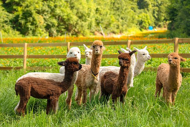 모나파크 용평리조트 애니포레 알파카. 한국관광공사 제공
