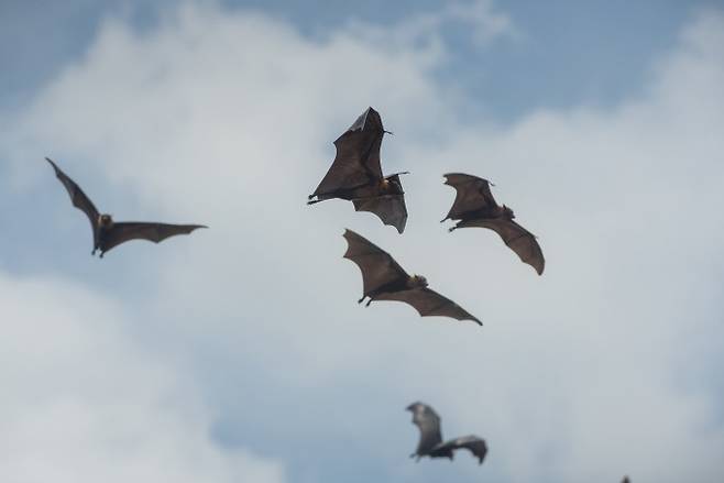 하늘을 날고 있는 박쥐. 게티이미지뱅크